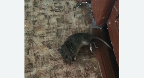 Дезинфекция от мышей в Камне-на-Оби