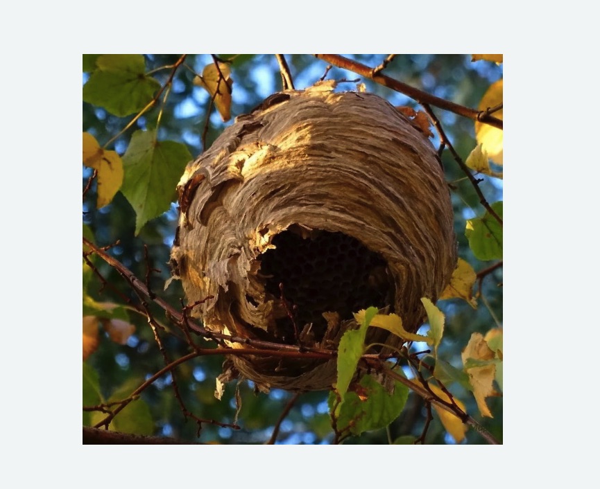 Обработка от шершней в Камне-на-Оби