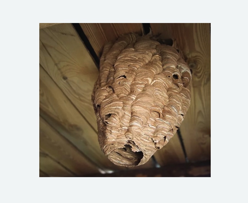 обработка от шершней в Камне-на-Оби