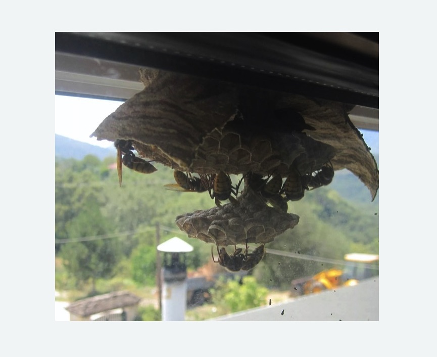 Уничтожение гнёзд шершней в Камне-на-Оби