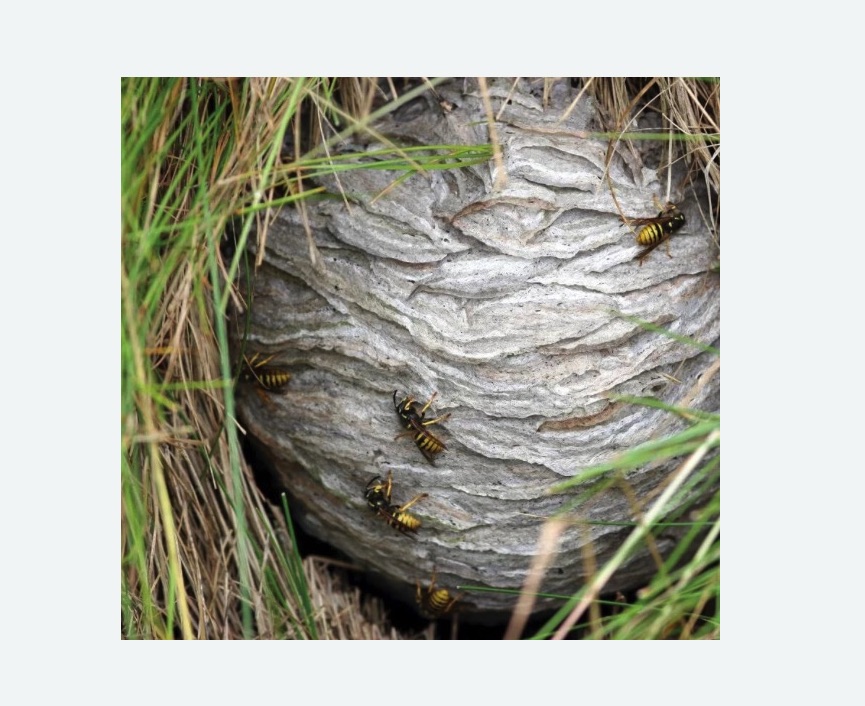 Уничтожение ос и ульев в Камне-на-Оби